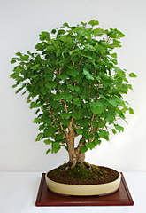 گیاهان تیره (خانواده) ژینکوان